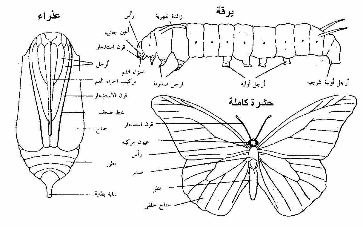 مراحل دورة حياة الفراشة -فترات دوره حياه الفراشه 6563 1