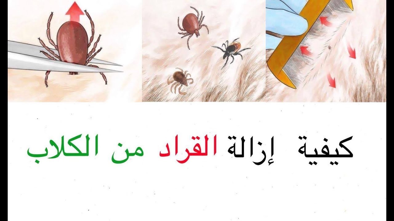 علاج القراد عند الكلاب - لماذا نحتاج لعلاج القراد عند الكلاب 6425