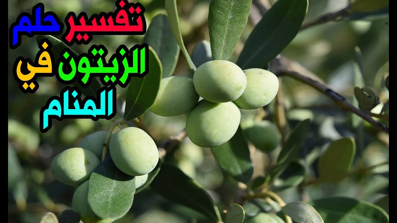 تفسير الاحلام الزيتون - تفسير روئيه الزيتون في المنام 6358 1