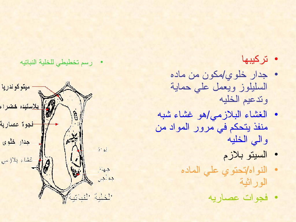 صف كيف يتحكم الغشاء البلازمي في مرور المواد - ما هو الغشاء البلازمي 6566