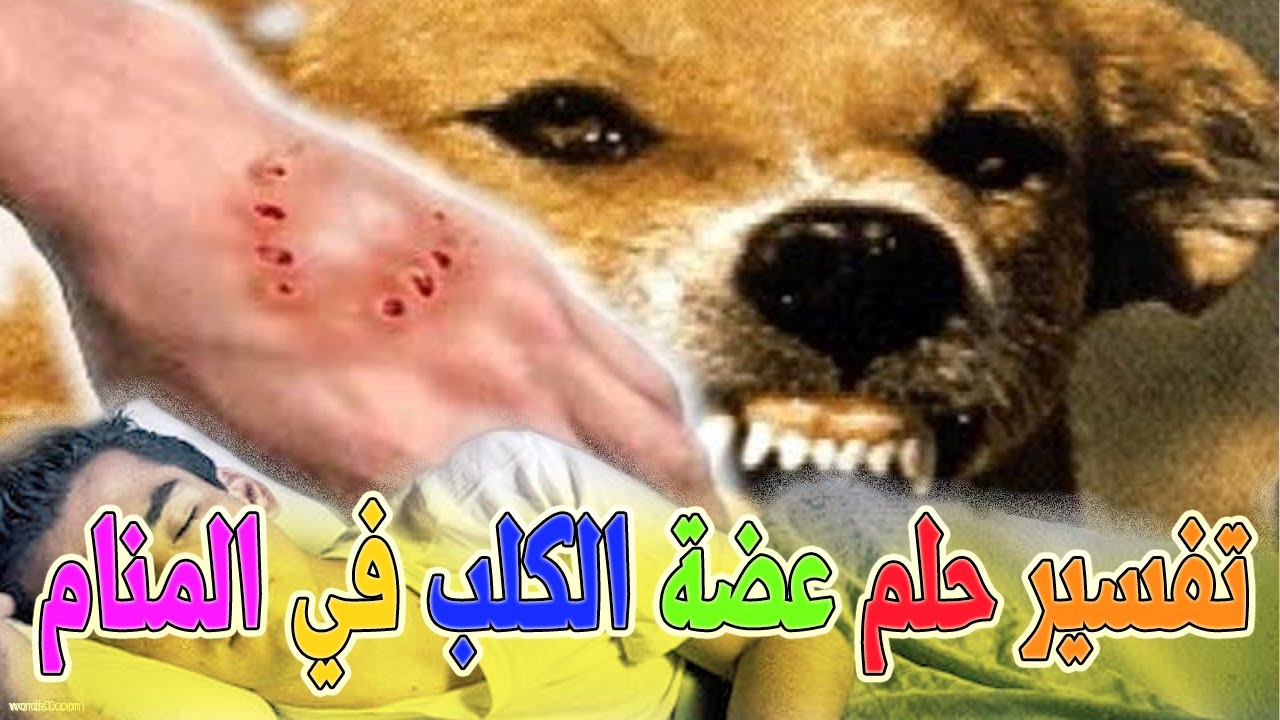 تفسير رؤية كلب يعض يدي , بما تتفسر عضه الكلب